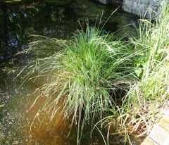 Carex elata