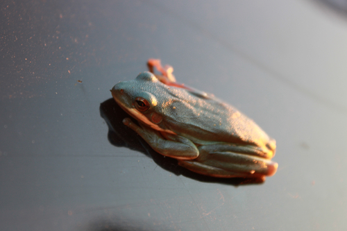 Green Treefrog