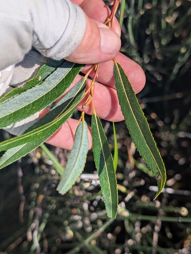 Salix petiolaris, photograph 6