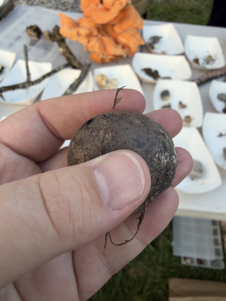 Tumbling puffball