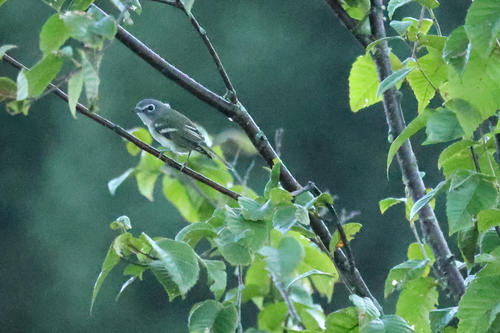 viréo à tête bleue