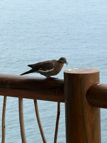 White-winged Dove (Zenaida asiatica)