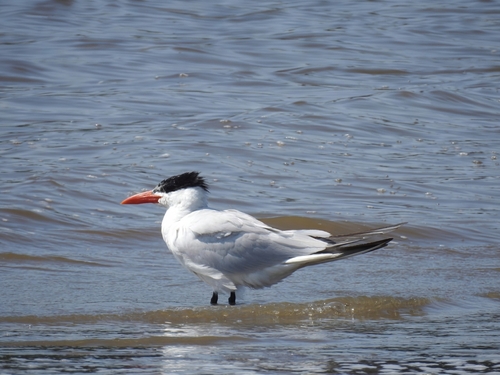 iNaturalist image