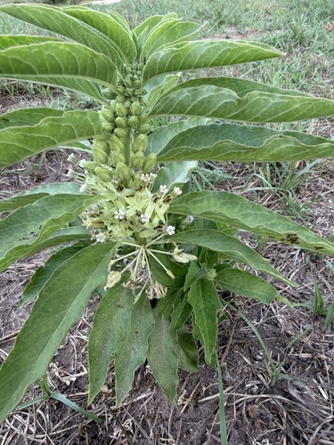 Zizotes milkweed