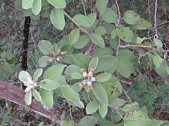 Nahuatlea magna