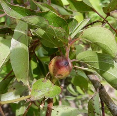 Conotrachelus albicinctus