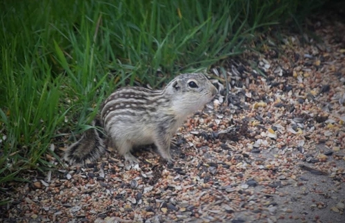 Thirteen-lined Ground Squirrel