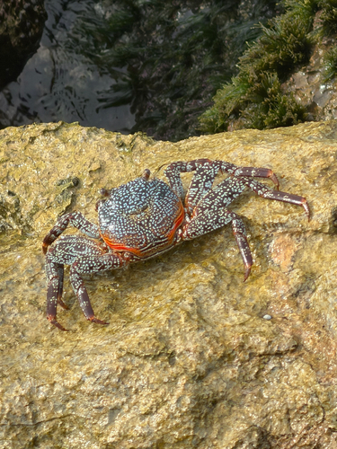 Sally Lightfoot Crab (Grapsus grapsus)