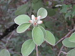 Nahuatlea magna