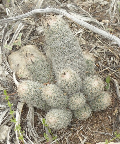 Whitecolumn Foxtail Cactus
