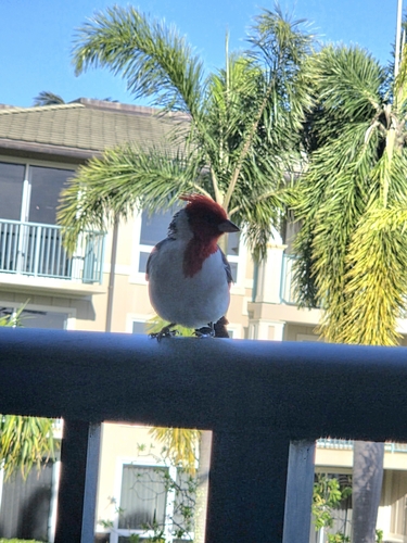 Red-crested Cardinal