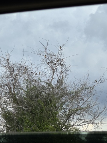 Dickcissel