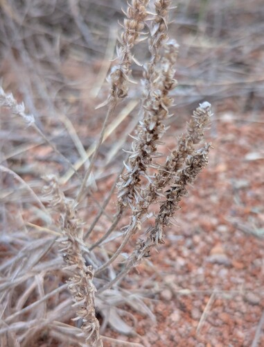 Plantago patagonica