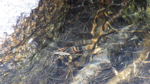 iNaturalist observation photo of North American Common Water Strider
