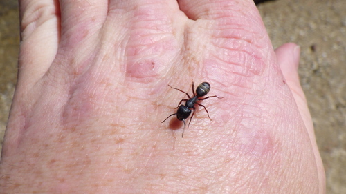 iNaturalist observation photo of Western Black Carpenter Ant