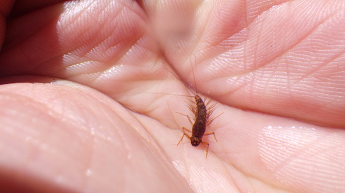 iNaturalist observation photo of Neozephlebia scita