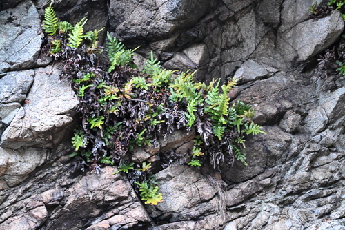 Polypodium scouleri, photograph 5