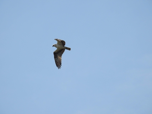 iNaturalist image