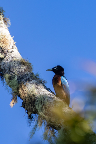 Paradisaea rudolphi observed 2026-07-12