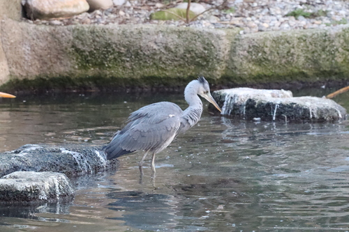 iNaturalist image