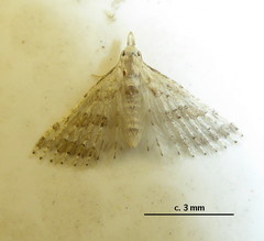 Alucitidae