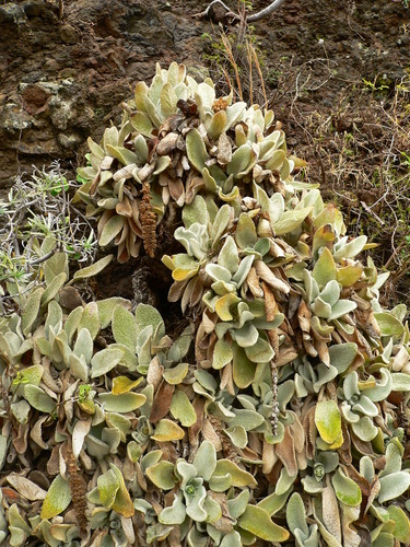 Sideritis gomeraea image