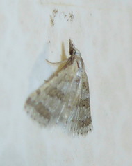 Alucitidae