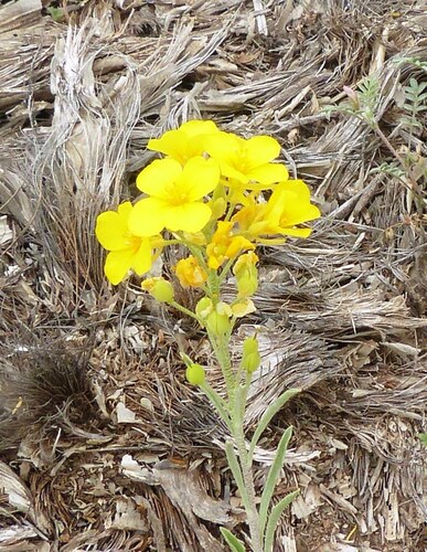 Fendler's Bladderpod