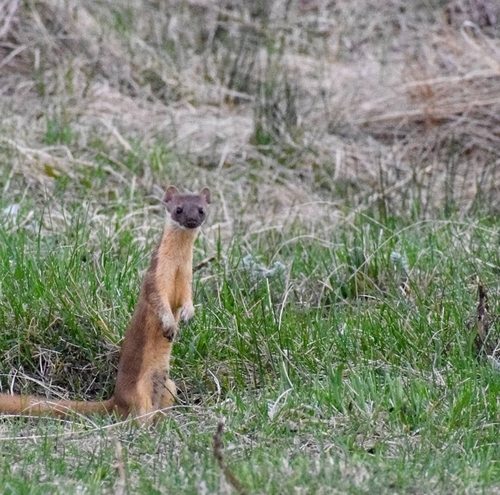 Long-tailed Weasel