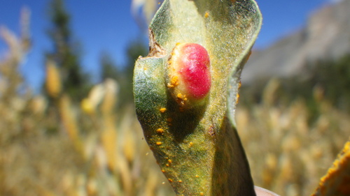 iNaturalist observation photo of Willow Apple Gall Sawfly