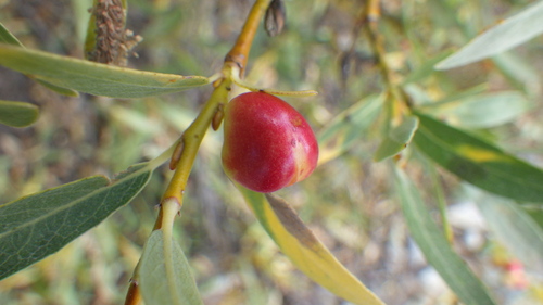 iNaturalist observation photo of Willow Apple Gall Sawfly