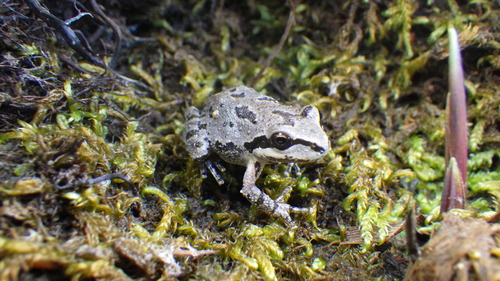 iNaturalist observation photo of Pacific chorus frog