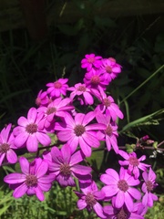 Pericallis