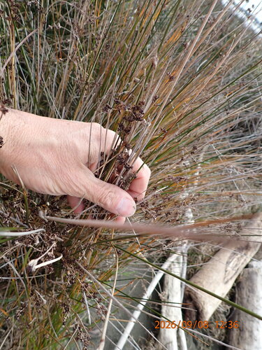 Juncus kraussii, photograph 4