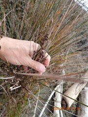 (c) Arnim Littek, some rights reserved (CC BY) Juncus kraussii, photograph (c) Arnim Littek, some rights reserved (CC BY)