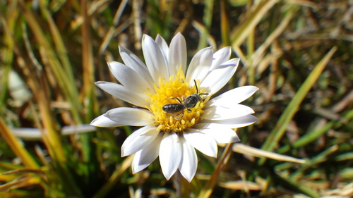 iNaturalist observation photo of Cnemidandrena