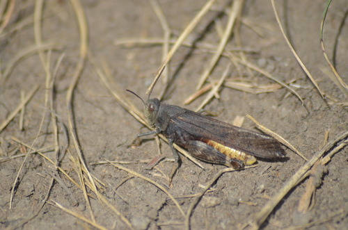 Speckle-winged Rangeland Grasshopper