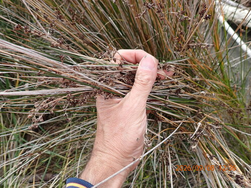 Juncus kraussii, photograph 5
