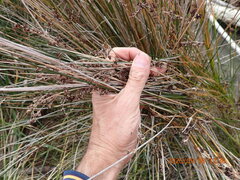 (c) Arnim Littek, some rights reserved (CC BY) Juncus kraussii, photograph (c) Arnim Littek, some rights reserved (CC BY)