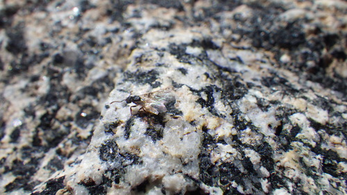 iNaturalist observation photo of Formica neorufibarbis
