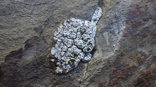 iNaturalist observation photo of Zoned Dust Lichen