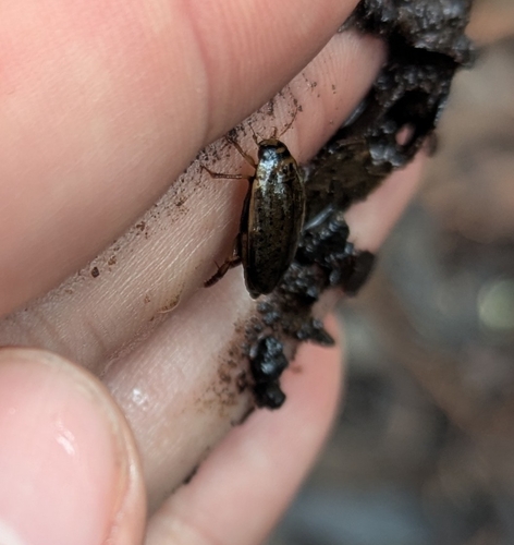 Rhantus gutticollis