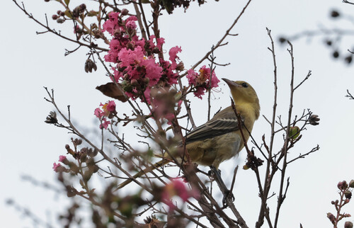 Hooded Oriole