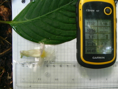 Drymonia brochidodroma