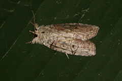 Iscadia aperta