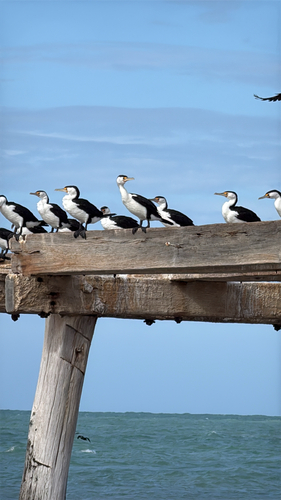 Pied Cormorant