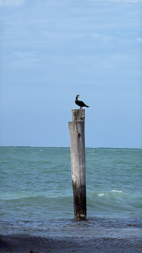 iNaturalist image