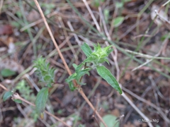 Tetramerium
