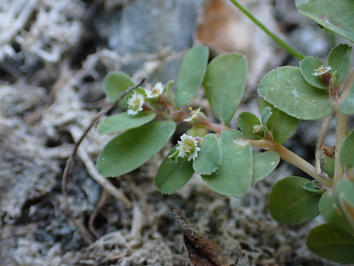 Euphorbia serpillifolia