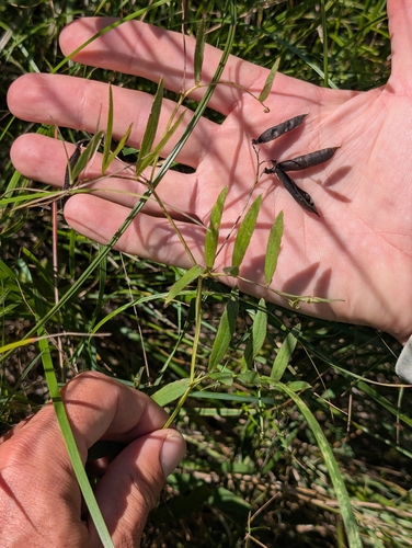 Lathyrus palustris